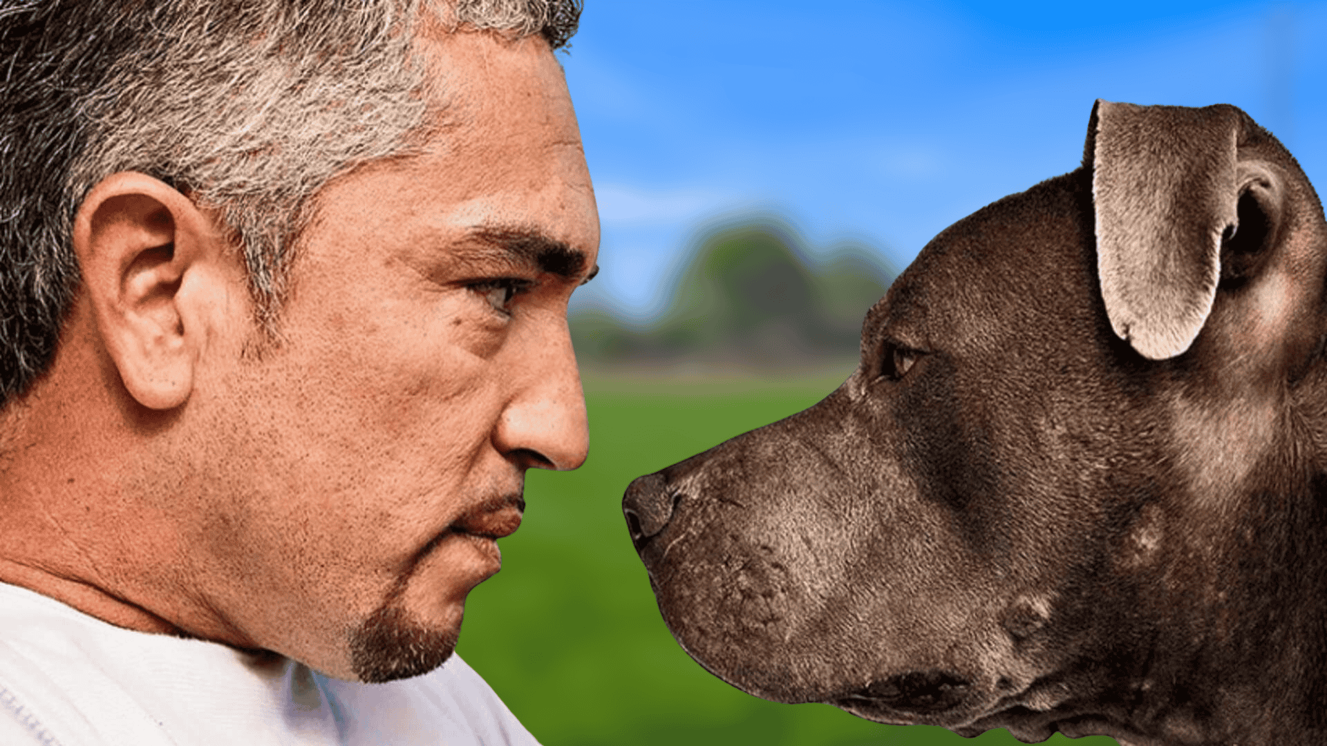 dog whisperer cesar millan jail