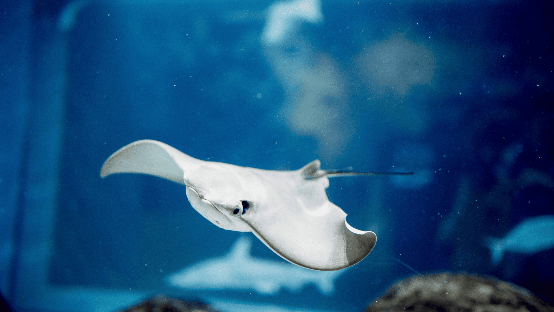 steve irwin died stingray