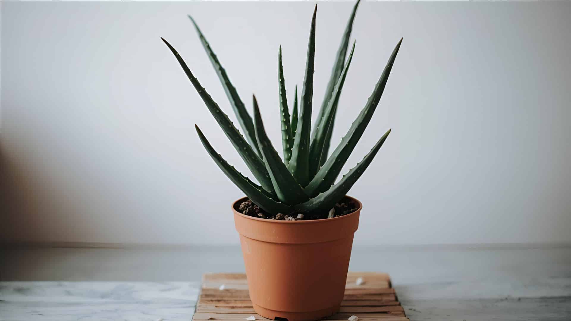 Aloe Vera