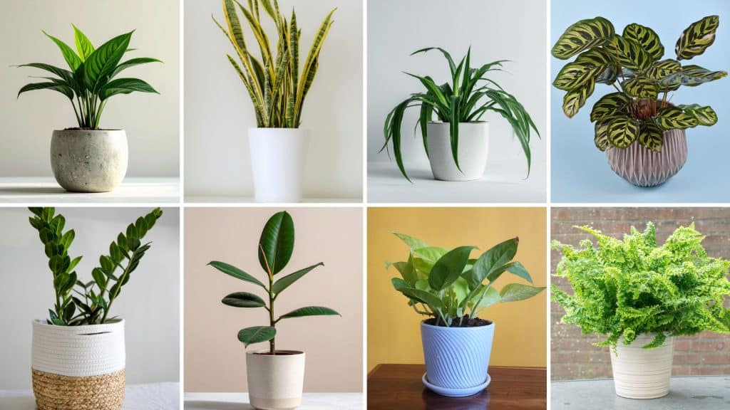 best indoor plants for home