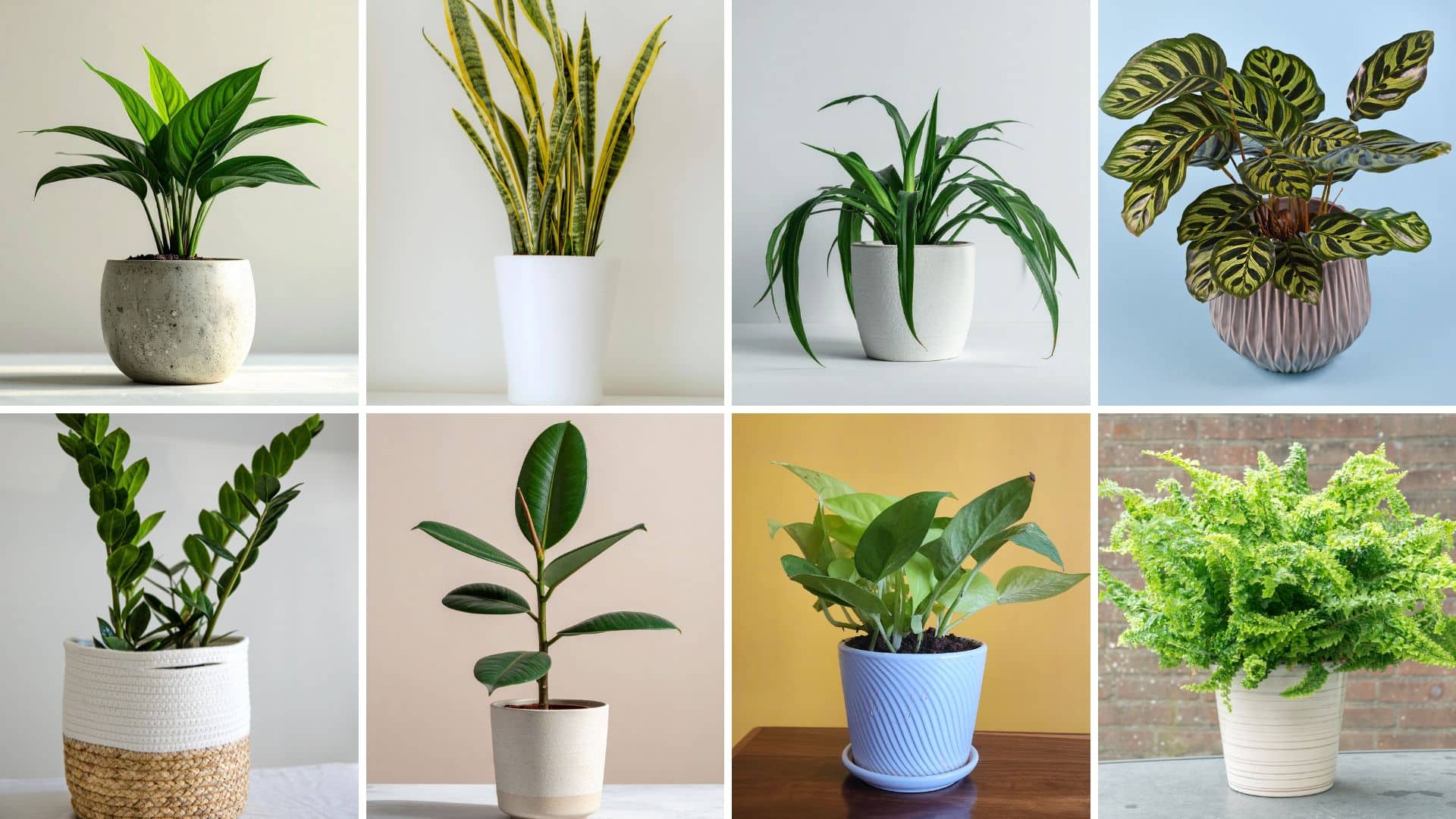 best indoor plants for home
