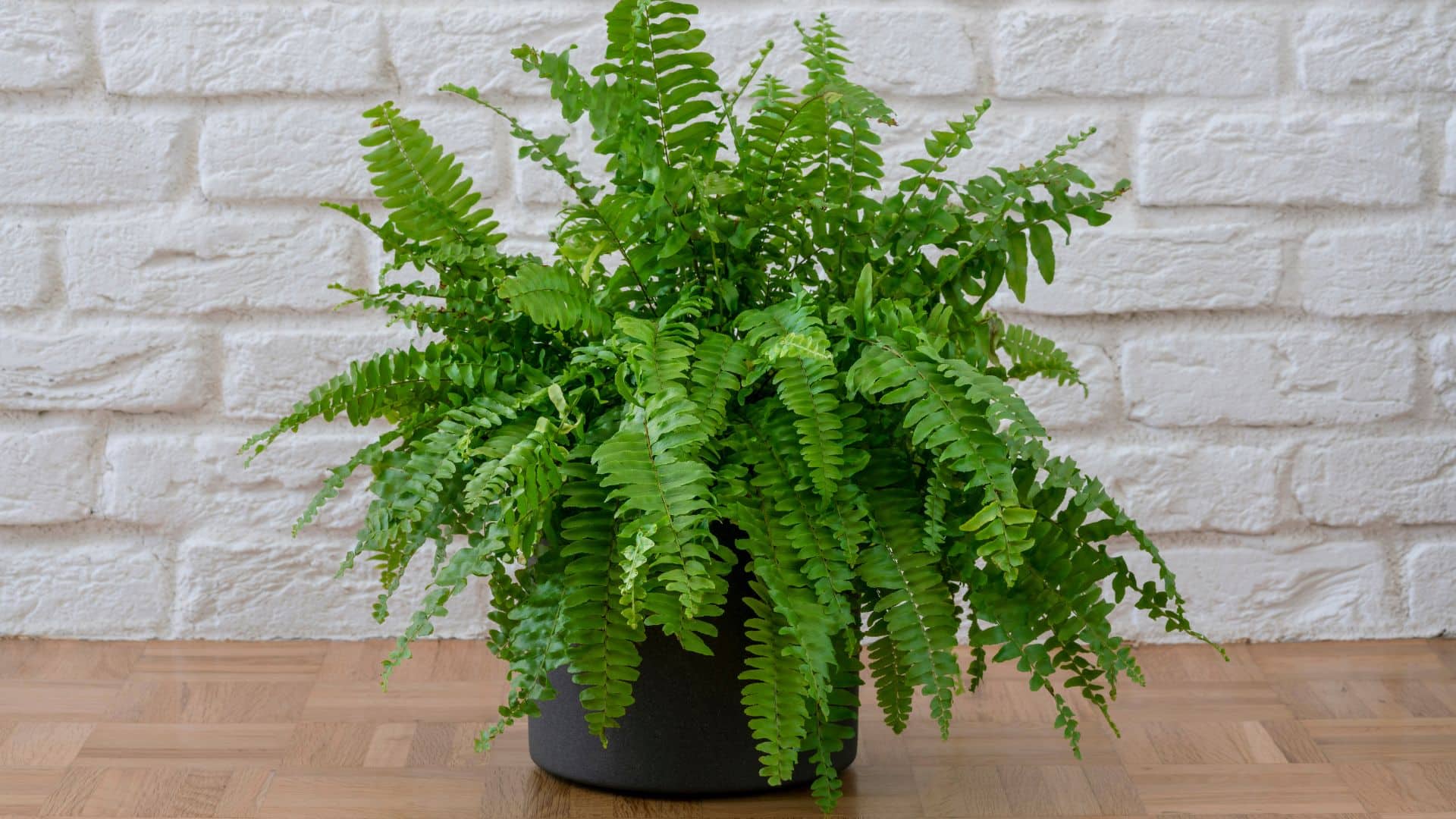 Boston Fern