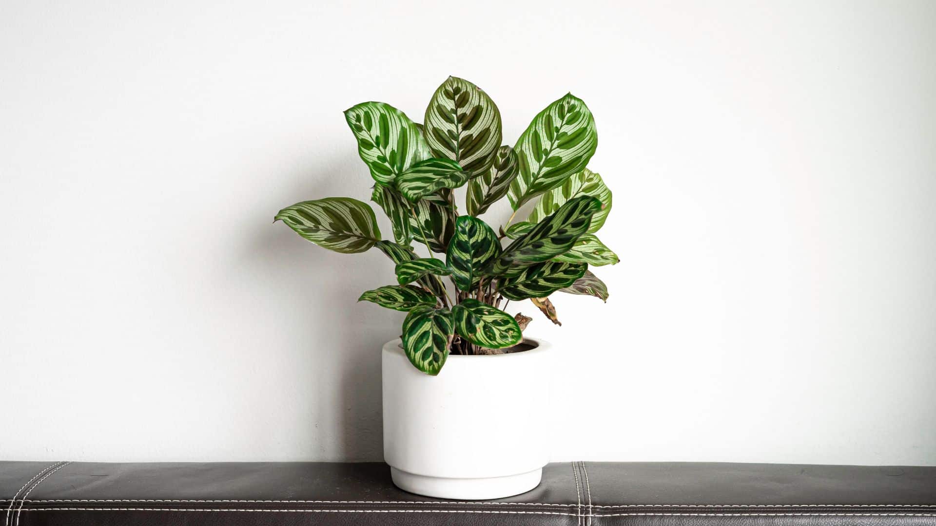 Calathea