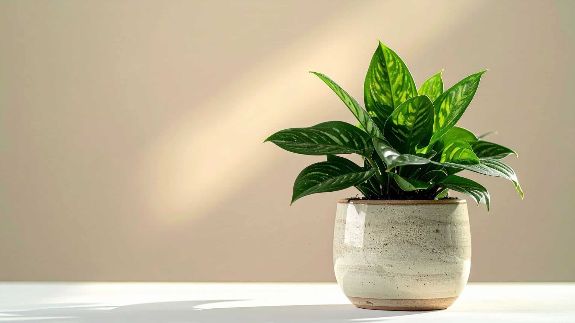 Chinese Evergreen
