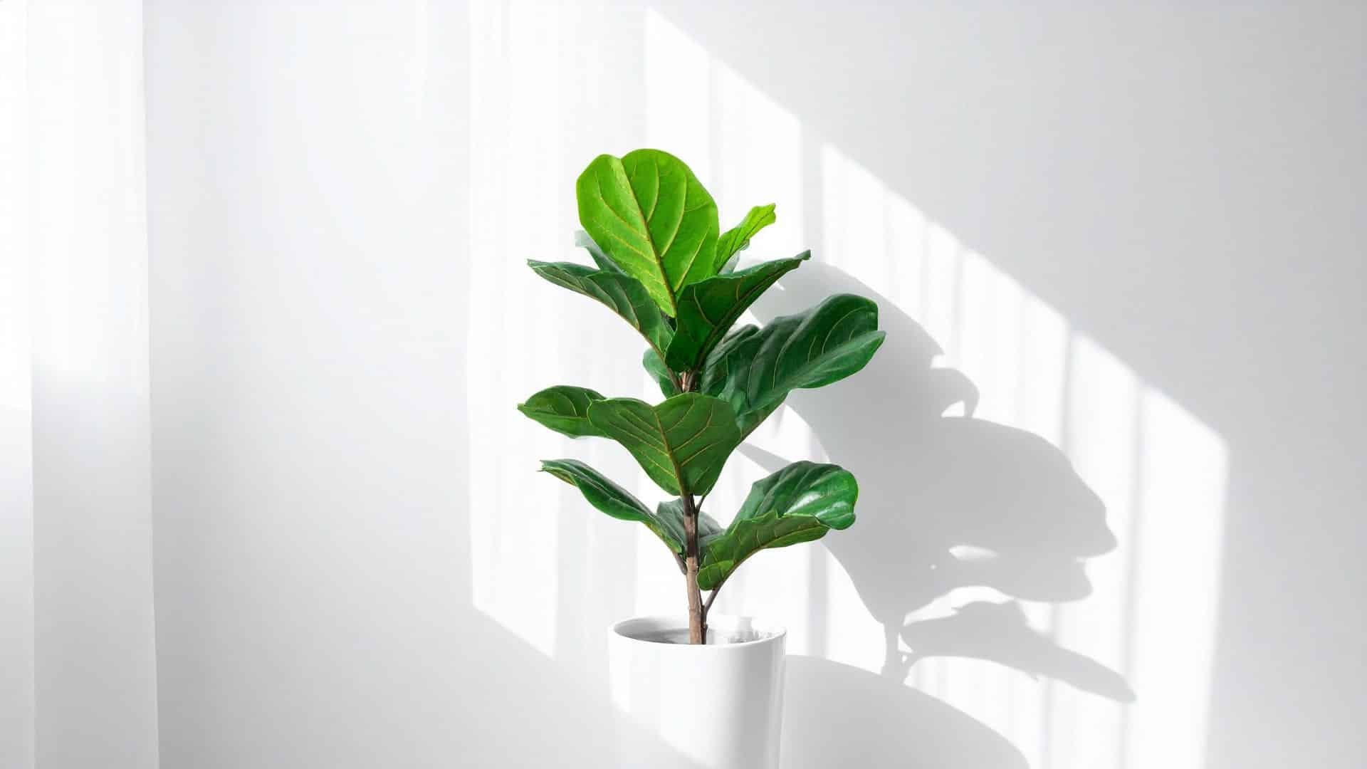 Fiddle Leaf Fig