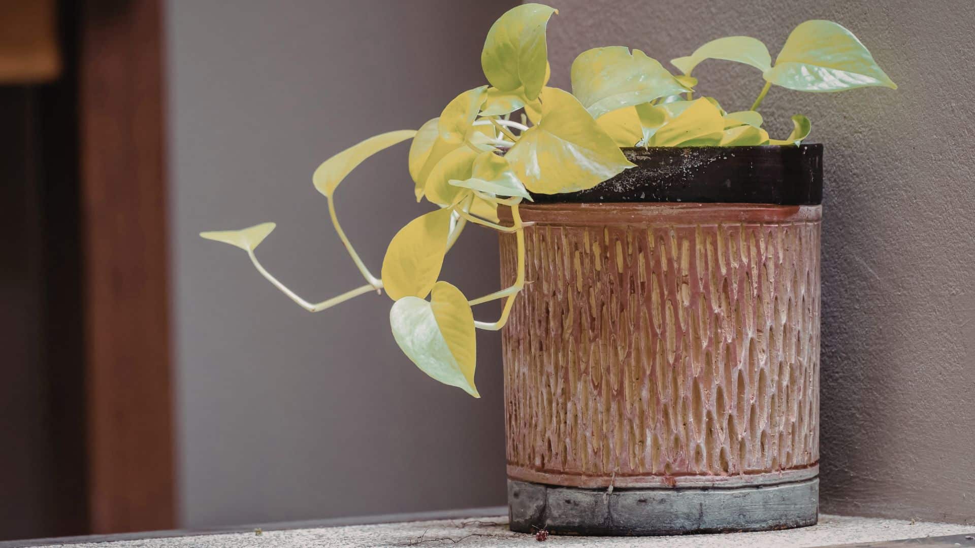 Pothos