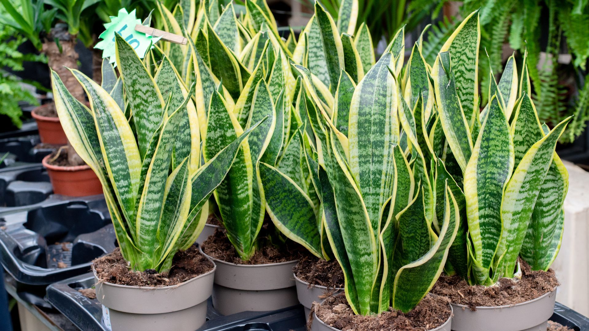 snake plant