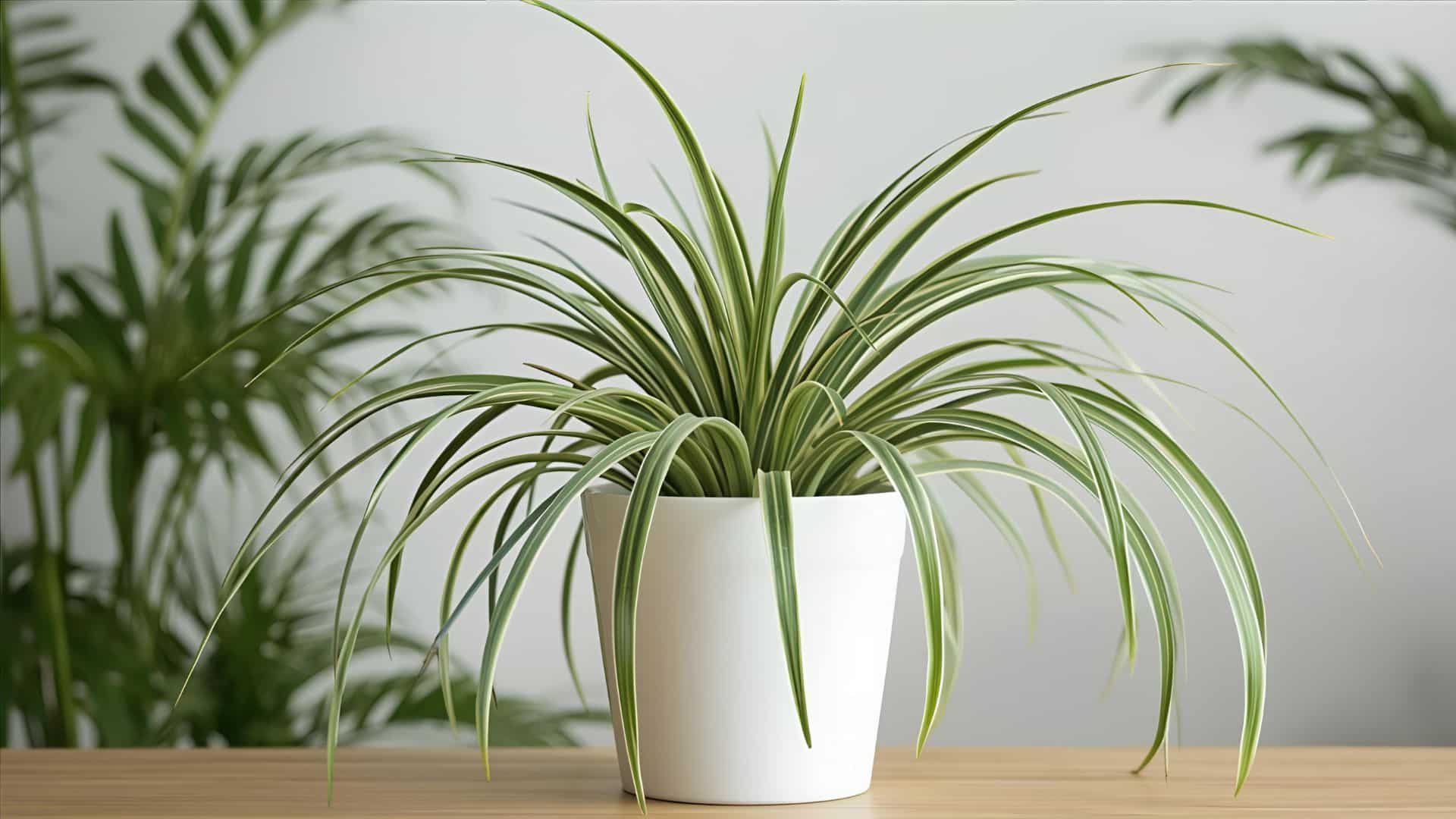 Spider Plant
