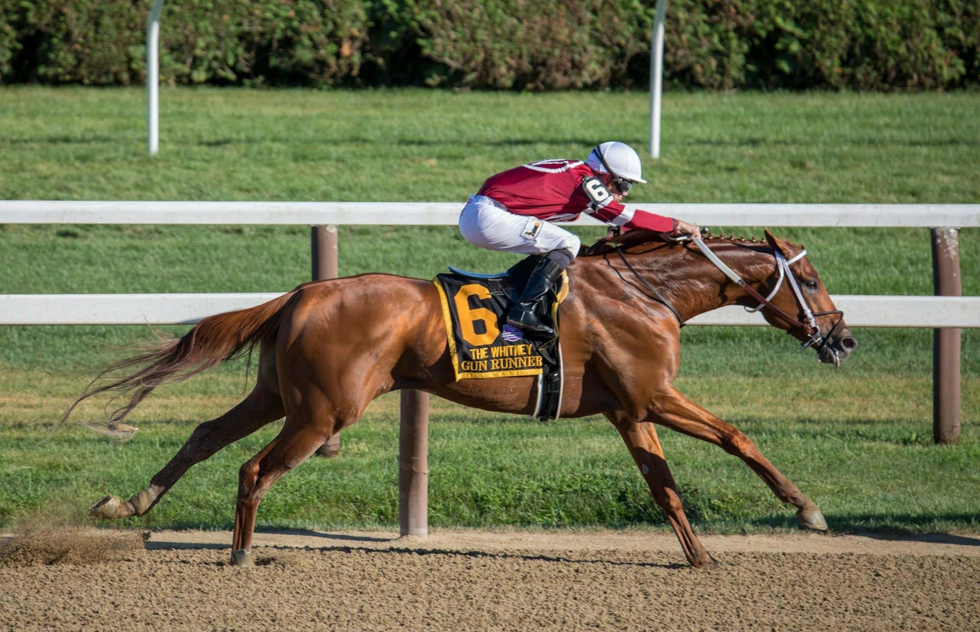 How Data-Driven Insights Shape Horse Betting Odds