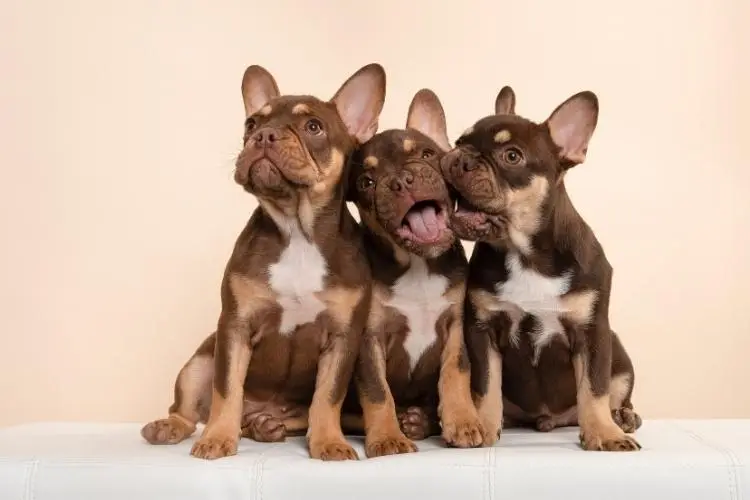 Three French Bulldog puppies sitting together on a white surface against a beige background