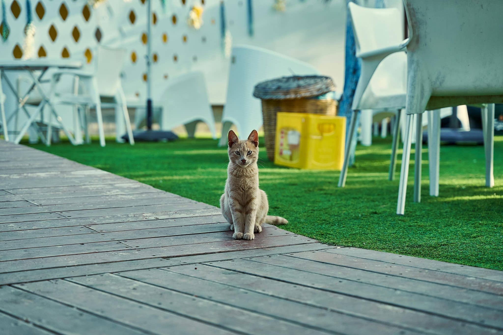 How Pet-Friendly Artificial Turf Keeps Yards Clean and Odor-Free