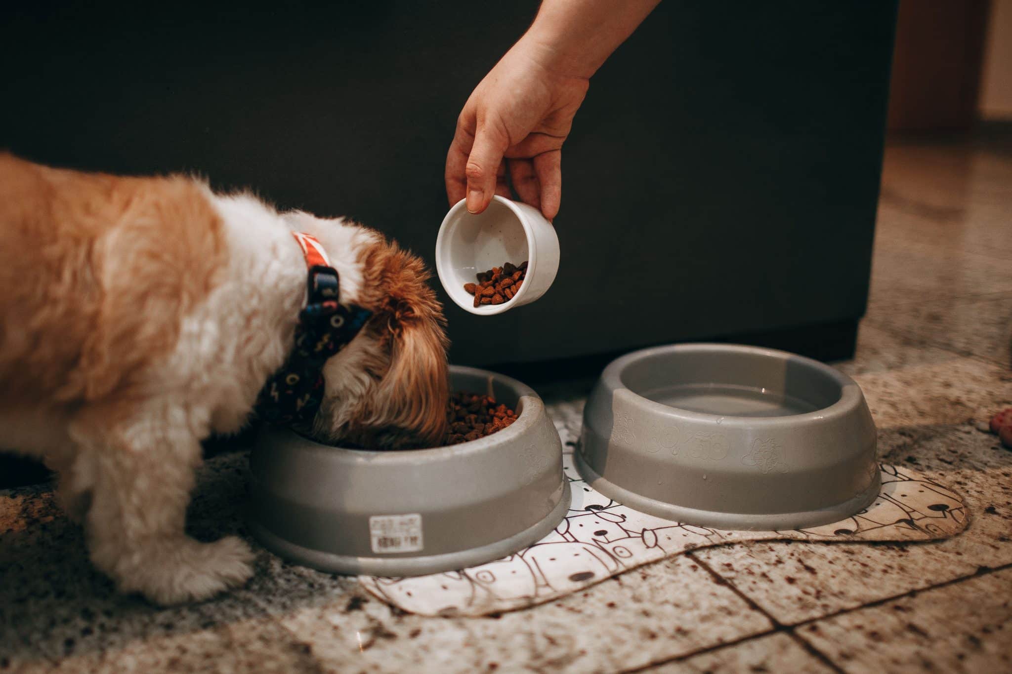 Common Pet Feeding Mistakes and How to Avoid Them
