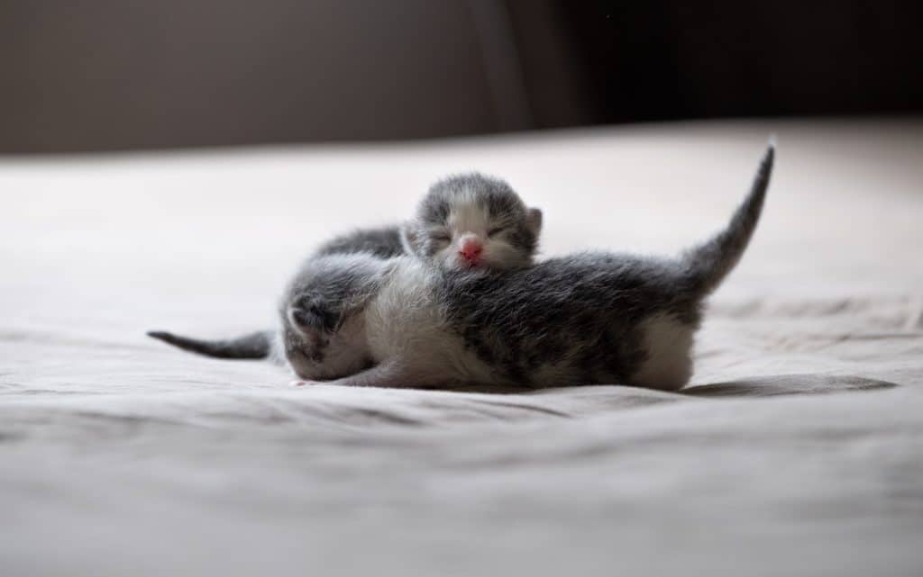 Kitten Development First Year: What to Expect