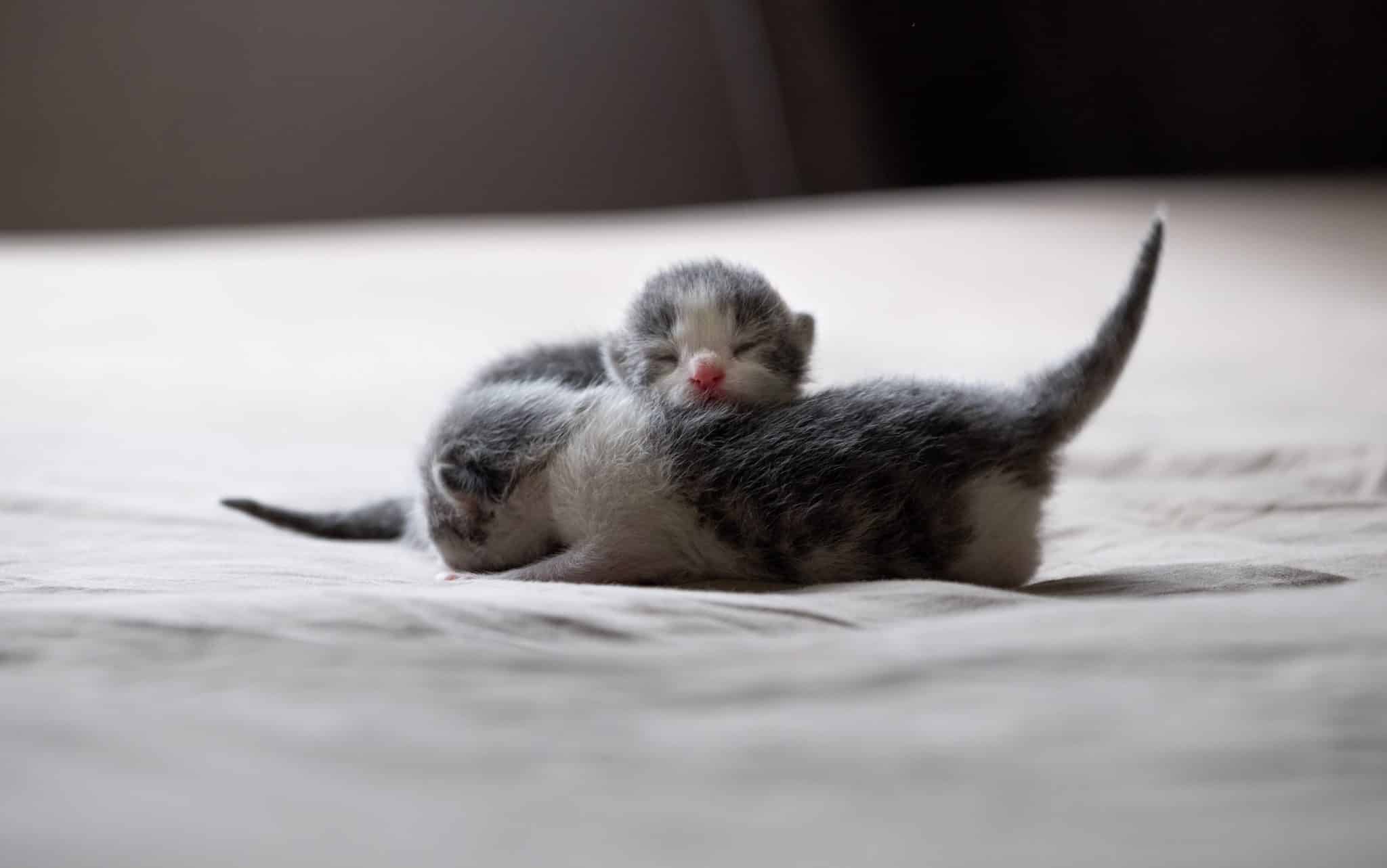 Kitten Development First Year: What to Expect